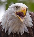 _1SB7956 american bald eagle a85x11